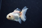 Juvenile Thai Oranda  Tricolor 3.5 Inch (ID#1224To12c-79) Free2Day SHIPPING