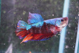 Giant Koi Galaxy   Plakat Male Betta (ID#801-M103) Free2Day SHIPPING