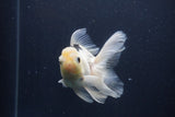 Juvenile Thai Oranda  Panda 4 Inch (ID#1227To13b-77) Free2Day SHIPPING