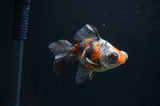 Butterfly  Calico 4 Inch (ID#411B8b-34) Free2Day SHIPPING