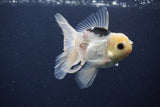 Juvenile Thai Oranda  Panda 4 Inch (ID#1227To13b-77) Free2Day SHIPPING