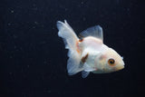 Juvenile Thai Oranda  Tricolor 3.5 Inch (ID#1224To12c-79) Free2Day SHIPPING