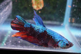 Giant Koi Galaxy   Plakat Male Betta (ID#801-M103) Free2Day SHIPPING