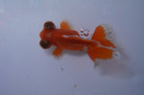 Butterfly  Red White 3.5 Inch (ID#311B8b-40) Free2Day SHIPPING