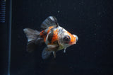 Butterfly  Calico 4 Inch (ID#411B8b-34) Free2Day SHIPPING