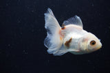 Juvenile Thai Oranda  Tricolor 3.5 Inch (ID#1224To12c-79) Free2Day SHIPPING