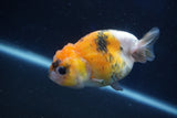 Milk Cow Ranchu  Calico 3.5 Inch (ID#1022R9a-63) Free2Day SHIPPING