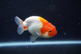 Juvenile Lionchu  Red White 3.5 Inch (ID#221R11b-18) Free2Day SHIPPING