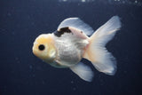 Juvenile Thai Oranda  Panda 4 Inch (ID#1227To13b-77) Free2Day SHIPPING