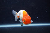 Juvenile Lionchu  Red White 3.5 Inch (ID#221R11b-18) Free2Day SHIPPING