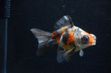 Butterfly  Calico 4 Inch (ID#411B8b-34) Free2Day SHIPPING