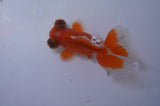 Butterfly  Red White 3.5 Inch (ID#311B8b-40) Free2Day SHIPPING