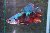 Giant Koi Galaxy   Plakat Male Betta (ID#801-M103) Free2Day SHIPPING