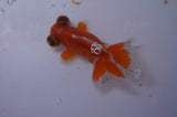 Butterfly  Red White 3.5 Inch (ID#311B8b-40) Free2Day SHIPPING