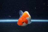 Juvenile Lionchu  Red White 3.5 Inch (ID#221R11b-18) Free2Day SHIPPING