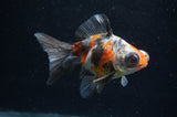 Butterfly  Calico 4 Inch (ID#411B8b-34) Free2Day SHIPPING