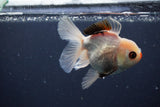 Juvenile Thai Oranda  Tricolor 4 Inch (ID#1227To13b-78) Free2Day SHIPPING