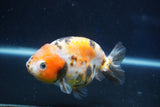 Milk Cow Ranchu  Calico 4 Inch (ID#1022R9a-64) Free2Day SHIPPING