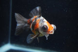 Butterfly  Calico 4 Inch (ID#411B8b-34) Free2Day SHIPPING