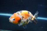 Milk Cow Ranchu  Calico 4 Inch (ID#1022R9a-64) Free2Day SHIPPING