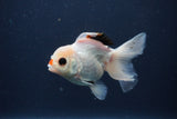 Juvenile Thai Oranda  Tricolor 4 Inch (ID#1227To13b-78) Free2Day SHIPPING