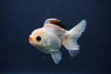 Juvenile Thai Oranda  Tricolor 4 Inch (ID#1227To13b-78) Free2Day SHIPPING