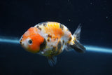 Milk Cow Ranchu  Calico 4 Inch (ID#1022R9a-64) Free2Day SHIPPING