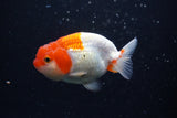 Juvenile Lionchu  Red White 3.5 Inch (ID#221R11b-18) Free2Day SHIPPING