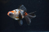 Butterfly  Calico 4 Inch (ID#411B8b-34) Free2Day SHIPPING
