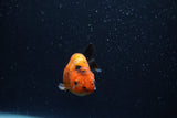 Baby Ranchu  Calico 2.5 Inch (ID#1220R9c-23) Free2Day SHIPPING