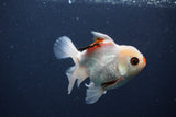 Juvenile Thai Oranda  Tricolor 4 Inch (ID#1227To13b-78) Free2Day SHIPPING