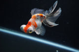 Butterfly  Calico 4 Inch (ID#311B8b-41) Free2Day SHIPPING