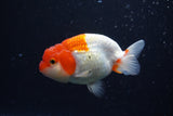 Juvenile Lionchu  Red White 3.5 Inch (ID#221R11b-18) Free2Day SHIPPING