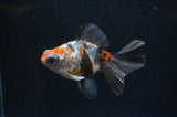 Butterfly  Calico 4 Inch (ID#411B8b-34) Free2Day SHIPPING