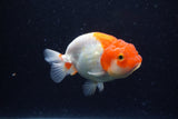 Juvenile Lionchu  Red White 3.5 Inch (ID#221R11b-18) Free2Day SHIPPING