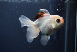 Juvenile Thai Oranda  Tricolor 4 Inch (ID#1227To13b-78) Free2Day SHIPPING