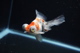 Butterfly  Calico 4 Inch (ID#311B8b-41) Free2Day SHIPPING