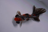 Butterfly  Calico 4 Inch (ID#411B8b-34) Free2Day SHIPPING