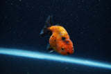 Baby Ranchu  Calico 2.5 Inch (ID#1220R9c-23) Free2Day SHIPPING