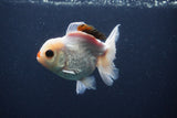 Juvenile Thai Oranda  Tricolor 4 Inch (ID#1227To13b-78) Free2Day SHIPPING