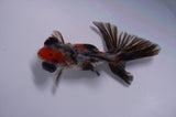 Butterfly  Calico 4 Inch (ID#411B8b-34) Free2Day SHIPPING
