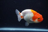 Juvenile Lionchu  Red White 3.5 Inch (ID#221R11b-18) Free2Day SHIPPING