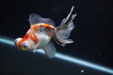 Butterfly  Calico 4 Inch (ID#311B8b-41) Free2Day SHIPPING