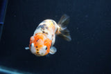 Milk Cow Ranchu  Calico 4 Inch (ID#1022R9a-64) Free2Day SHIPPING