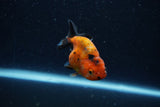 Baby Ranchu  Calico 2.5 Inch (ID#1220R9c-23) Free2Day SHIPPING