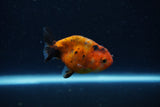 Baby Ranchu  Calico 2.5 Inch (ID#1220R9c-23) Free2Day SHIPPING