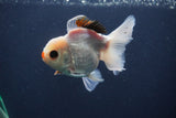 Juvenile Thai Oranda  Tricolor 4 Inch (ID#1227To13b-78) Free2Day SHIPPING