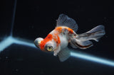 Butterfly  Calico 4 Inch (ID#311B8b-41) Free2Day SHIPPING