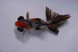 Butterfly  Calico 4 Inch (ID#411B8b-34) Free2Day SHIPPING