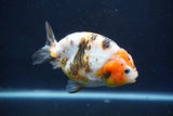 Milk Cow Ranchu  Calico 4 Inch (ID#1022R9a-64) Free2Day SHIPPING